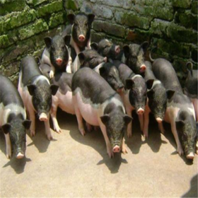 四川兩頭烏種豬價(jià)格 攆不到種香豬 適應(yīng)能力強(qiáng)