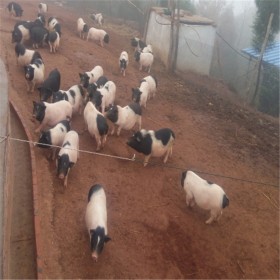 優(yōu)質(zhì)巴馬小年豬 精選四川香豬養(yǎng)殖場 小年豬價(jià)格