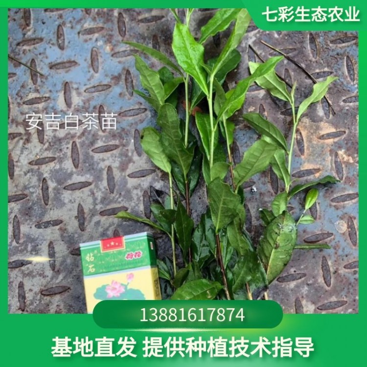 安吉白茶苗價(jià)格