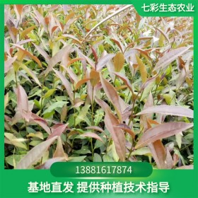 紫娟茶苗 基地直發(fā) 存活率高