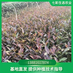 云南大葉茶苗 基地直發(fā) 量大從優(yōu)