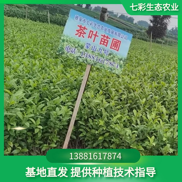 苗圃種植茶苗幼苗現(xiàn)貨出售 七彩農(nóng)業(yè)種苗出售