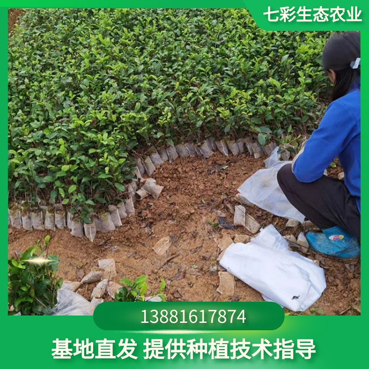 大白極白老鷹茶苗幼苗現(xiàn)貨出售 存活率高 七彩農(nóng)業(yè)