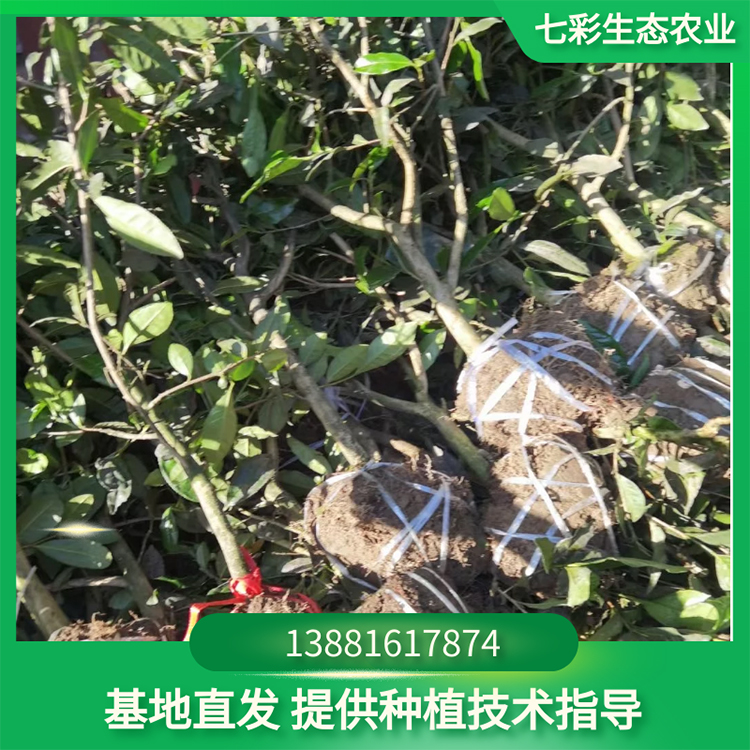 苗圃現(xiàn)起大茶樹種苗現(xiàn)貨出售 茶苗種植 七彩農(nóng)業(yè)