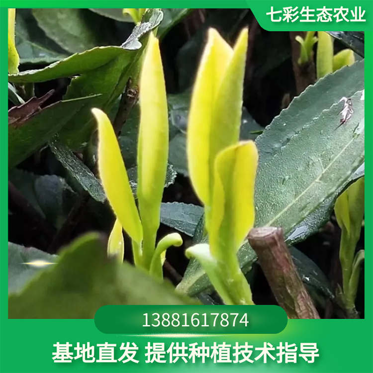 黃金茶樹苗 黃金芽種苗現(xiàn)貨現(xiàn)起優(yōu)質(zhì)茶苗 七彩