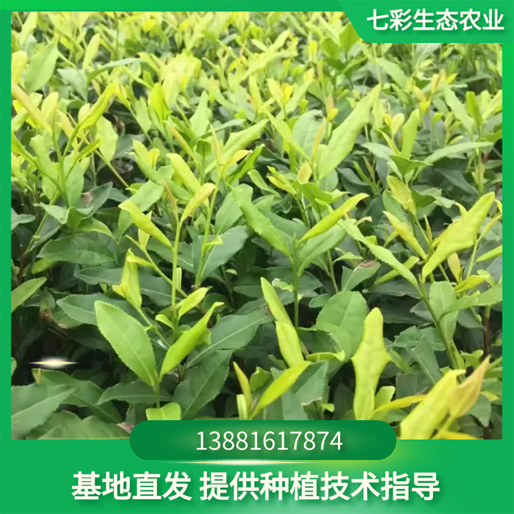 黃金芽茶苗苗圃基地直發(fā)現(xiàn)起種苗 七彩農(nóng)業(yè)