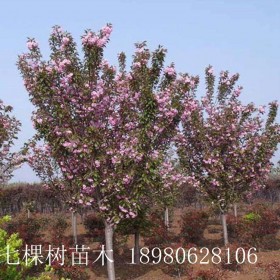 成都七棵樹 3-20cm櫻花樹 早櫻樹  晚櫻樹 成都櫻花樹批發(fā)基地