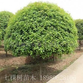 四季桂 成都四季桂批發(fā)基地  四季桂基地 四季桂價格