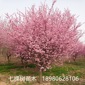 5-20cm紅梅樹  叢生紅梅 臘梅，綿陽紅梅樹批發(fā)基地