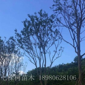 成都黃連木基地 黃連木價格  綠化苗木批發(fā)