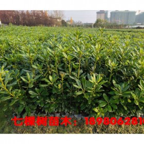 成都批發(fā)海桐苗 海桐地苗 海桐杯苗 四川海桐小苗批發(fā)基地