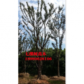 四川苗木批發(fā) 苗木供應(yīng)移栽 灌木小苗基地直銷