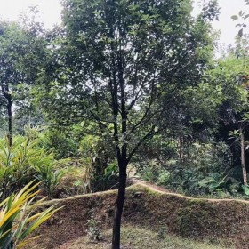 貴州香樟樹(shù)  綠化觀景香樟樹(shù)  七棵樹(shù)基地直銷(xiāo)