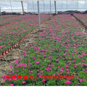 成都石竹批發(fā) 石竹杯苗 綠化工程苗  石竹種植基地直銷(xiāo)