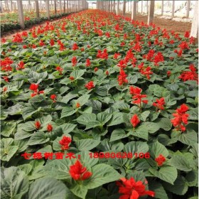 成都一串紅批發(fā) 一串紅價(jià)格 工程用草花種植基地直銷