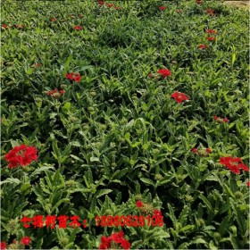 成都美女櫻批發(fā)  細葉美女櫻 七棵樹草花基地直銷