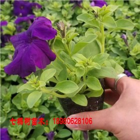 牽?；?玫紅大紅杯苗 多色系 節(jié)日租擺盆栽