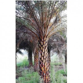 成都批發(fā)中東海棗樹 加拿利海棗樹  基地直銷