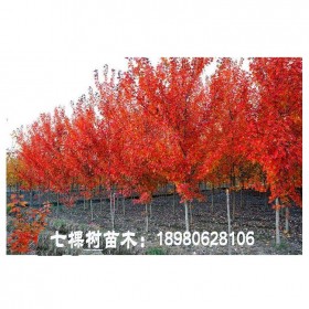 四川美國紅楓批發(fā) 精選美國紅楓  享基地出土價