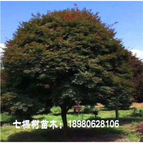 成都銷售美國紅楓  精選美國紅楓 七棵樹基地一手貨源