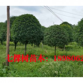 成都批發(fā)桂花樹(shù) 高分枝桂花樹(shù)  2020年種植基地銷(xiāo)