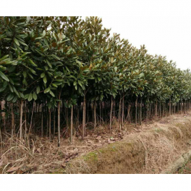 成都批發(fā)廣玉蘭 廣玉蘭樹(shù)出土價(jià)銷售