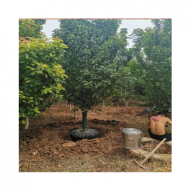 成都批發(fā)垂絲海棠 精品垂絲海棠 七棵樹基地直銷