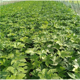 成都批發(fā)八角金盤(pán)  苗圃現(xiàn)貨現(xiàn)挖  八角金盤(pán)基地直銷