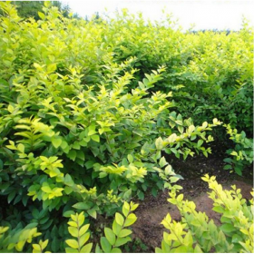 成都批發(fā)綠化用苗   園林用小苗小葉女貞  七棵樹(shù)