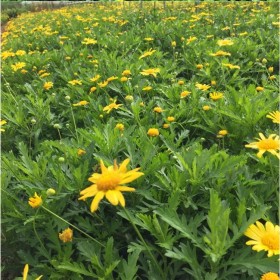 木春菊 10杯12杯盆栽木春菊苗 木茼蒿苗 多年生時(shí)令花卉