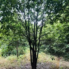 重慶批發(fā)香樟樹 精品熟貨香樟樹  七棵樹基地直銷