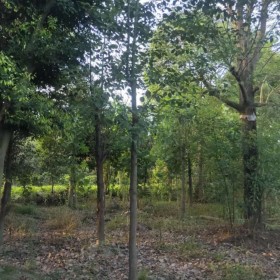 成都香樟樹(shù)批發(fā)基地 小葉香樟