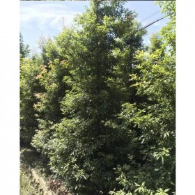 成都小葉楨楠批發(fā) 米徑15公分小葉楨楠 享基地銷(xiāo)售價(jià)