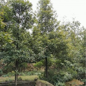 重慶小葉楨楠批發(fā) 園林優(yōu)質(zhì)小葉楨楠 現(xiàn)場挖貨