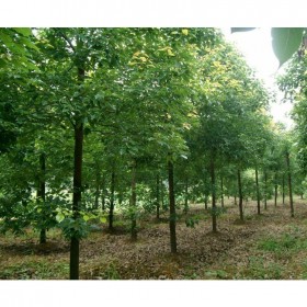 成都香樟樹批發(fā)基地 小葉截桿香樟 存活率高