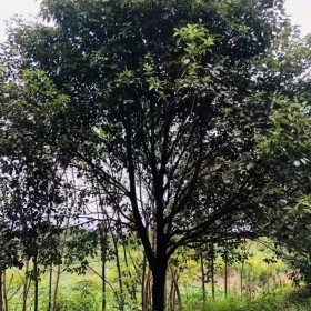 成都批發(fā)香樟樹 叢生香樟樹  基地供貨直銷