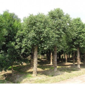 云南批發(fā)香樟樹(shù) 園林熟貨香樟樹(shù) 現(xiàn)挖直銷(xiāo)