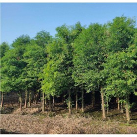 攀枝花水杉樹批發(fā)  常綠喬木水杉樹 產(chǎn)地直銷