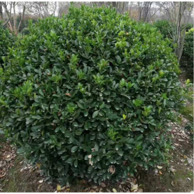 成都批發(fā)萬(wàn)年青球 園林綠化用苗子