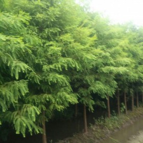 重慶水杉批發(fā)  銷售10-30cm水杉  七棵樹水杉基地直銷