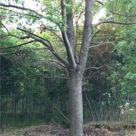 成都銷(xiāo)售香樟樹(shù) 七棵樹(shù)庭院樹(shù)批發(fā)