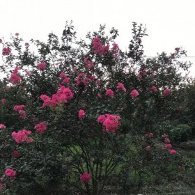 成都批發(fā)紫薇 絲生紫薇樹(shù)批發(fā)