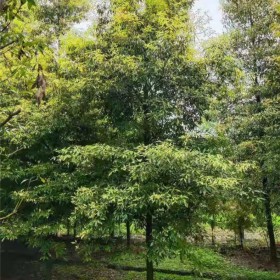 陜西批發(fā)楨楠 大量種植7-12-14-16公分金絲楠木 樹型標(biāo)準(zhǔn)