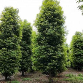 甘肅批發(fā)楨楠樹(shù) 小葉楨楠 樹(shù)型標(biāo)準(zhǔn) 基地直銷