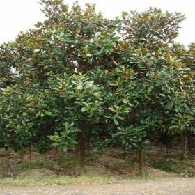 七棵樹(shù) 廣玉蘭胸徑3-18公分 行道風(fēng)景綠化工程