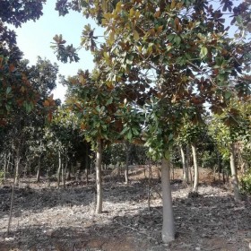 四川批發(fā)廣玉蘭樹 七棵樹廣玉蘭種植基地