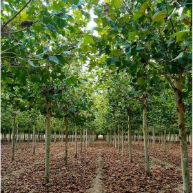 成都批發(fā)梧桐樹(shù) 1至15公分圓球樹(shù)型 法桐品種景觀樹(shù)