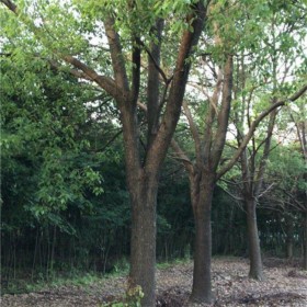 成都香樟樹批發(fā) 全冠樹型 價格合理