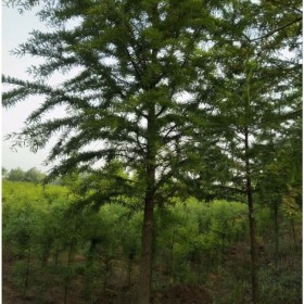 成都批發(fā)杉樹(shù) 大型杉樹(shù)種植基地直銷