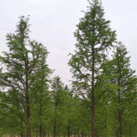 成都杉樹(shù)批發(fā) 水杉杉樹(shù)大量批發(fā)